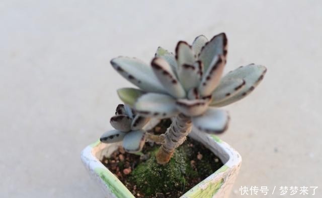 八年|一颗八年没换过盆的月兔耳