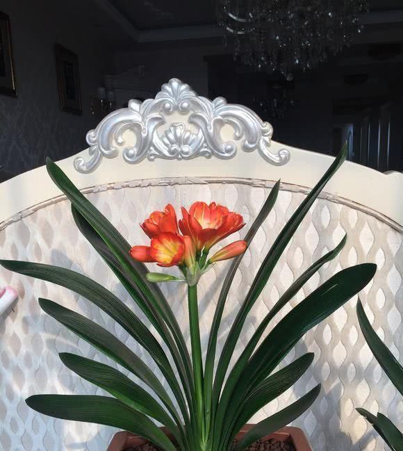 君子兰浇水10大注意事项,全做好了,你的君子兰想不开花都难