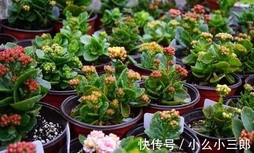 枝条|立秋后养长寿花，3步别落下，还能长成小花树，繁花似锦爆棚惊人