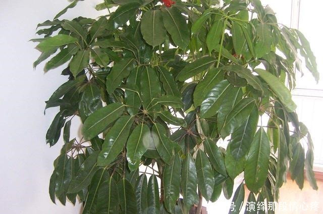 客厅养“3钱4财”，好看又好养，新手反倒看不上！