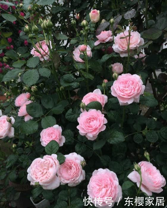 月季的逆袭之旅,丑一季,美一年