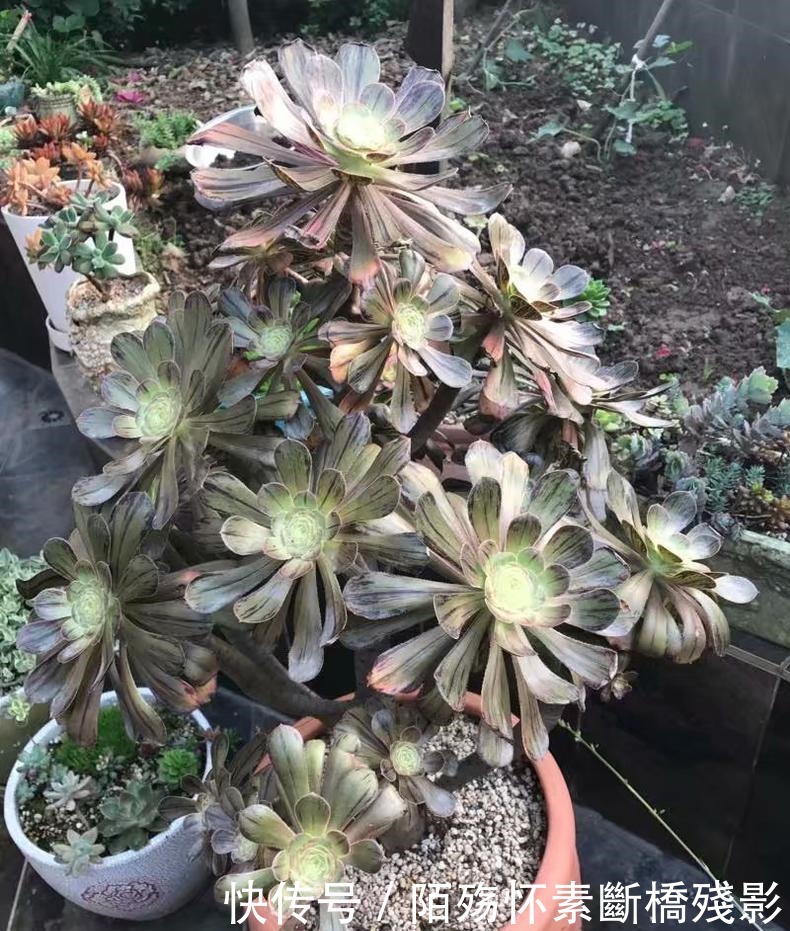 多肉|看到他养的多肉，我才知道法师有多扛晒