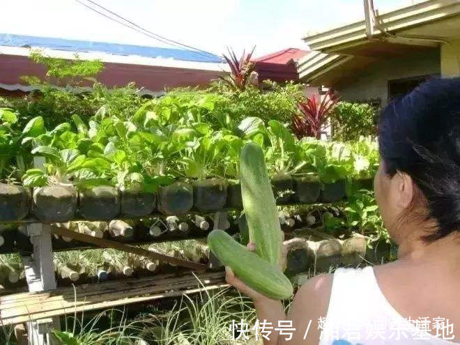 蔬菜|空油桶别扔了，剪一刀在阳台种菜，不用再买菜，一家人1年吃不完