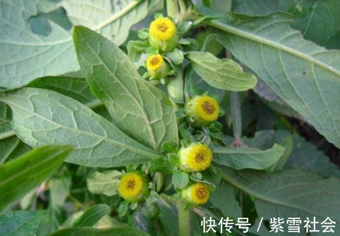 农村|农村常见的一种野草,全身是宝,并且还有一定的药用价值