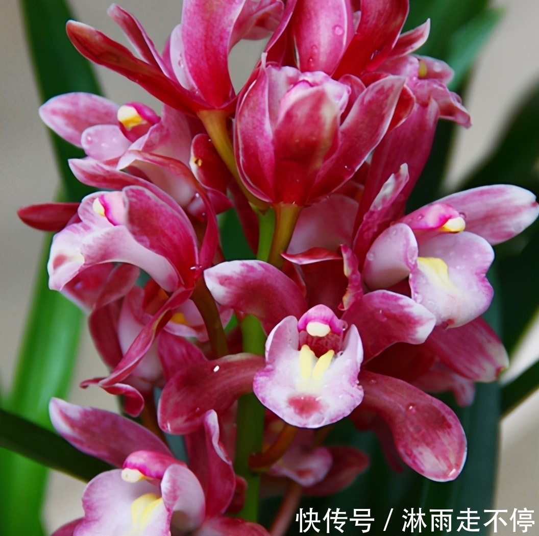 此兰花是“香花”之首,花香浓郁,色彩艳丽,开花一茬接一茬