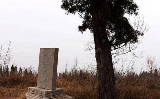 风水学中有一种树,老百姓家从来不种,种到墓前可防盗墓贼