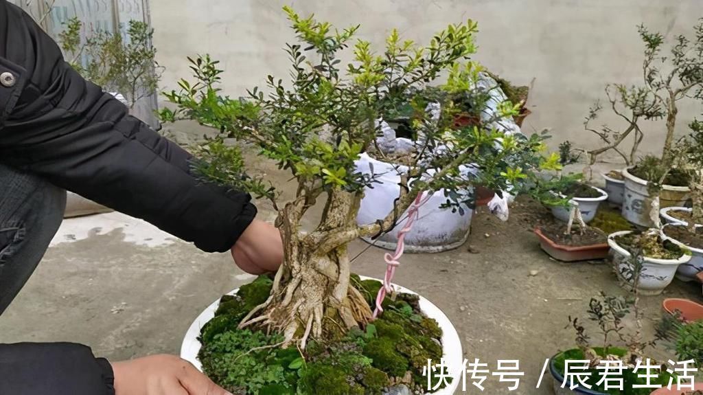 黄杨|4种农村常见的树墩子,修剪一番变成高价值盆景,观赏性极高