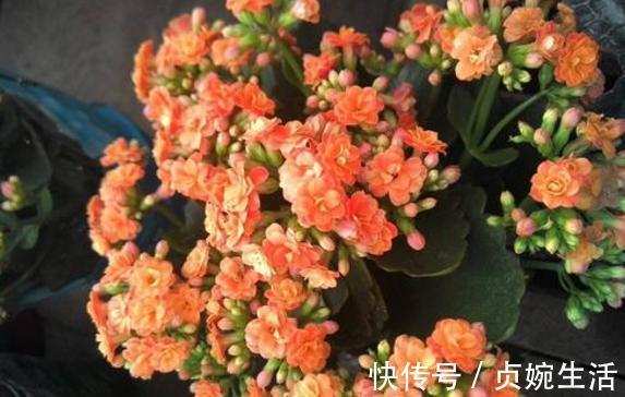 多肉植物|新手花友养长寿花，该牢记哪些才能一年四季开花