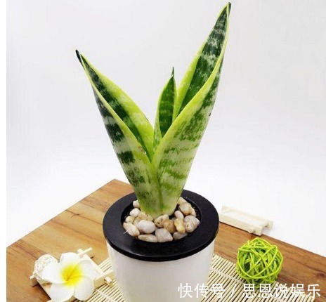 肥料|家居养花养花达人的自制有机肥料的方法,不用买花肥了!