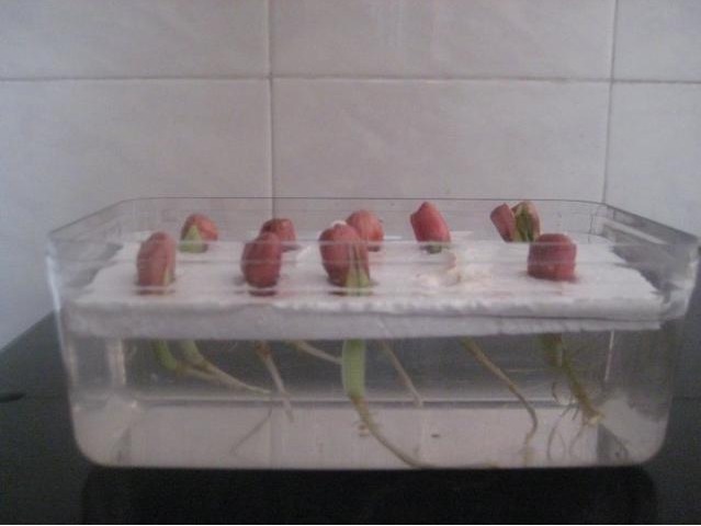 花生|水培“花生”,比“吊兰”还漂亮,1株结30个果!不妨也可以试试