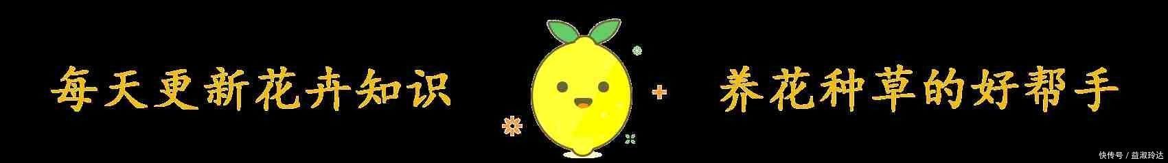 这3种花就是开花机器，一到夏天就摘心，满树花苞太美了