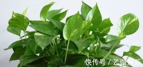 氮肥|夏天给植物来个鸡蛋，疯狂爆盆，叶子绿到流油