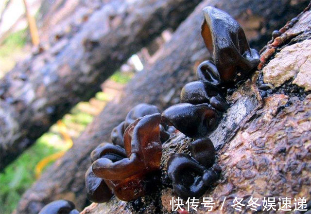 健康|女人养子宫，是在养命，谨记3吃3不吃，活血化瘀，预防妇科炎症