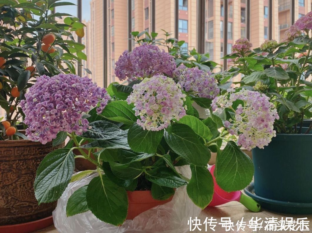 它是绣球花中的“爆米花”，花瓣卷起来，可以调色、容易爆花