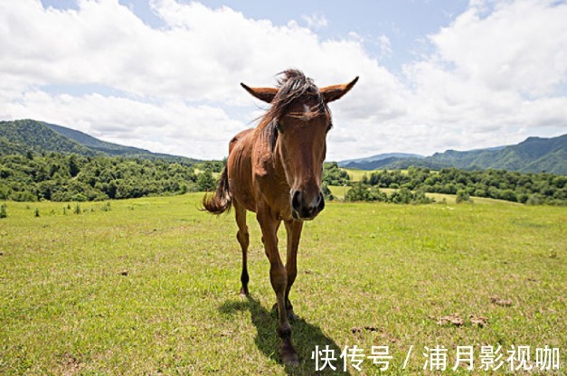 幸福|再过7天，生肖马会有“声泪俱下”的大事降临，渡过之后幸福一生