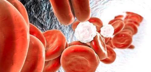 红薯|这些食物,专克高血脂,每天吃一点,净化血液,血栓不来扰