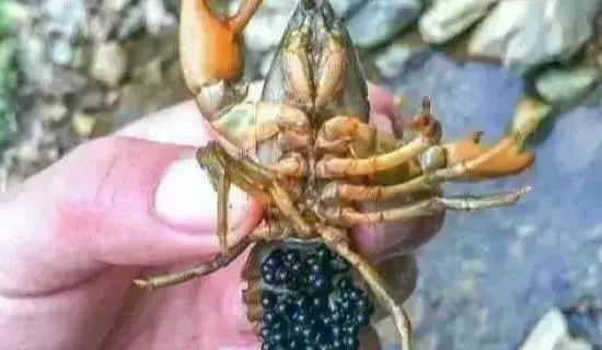 常见|7种河里正在消失的野味,第3个很常见,最后一种价格有点小贵