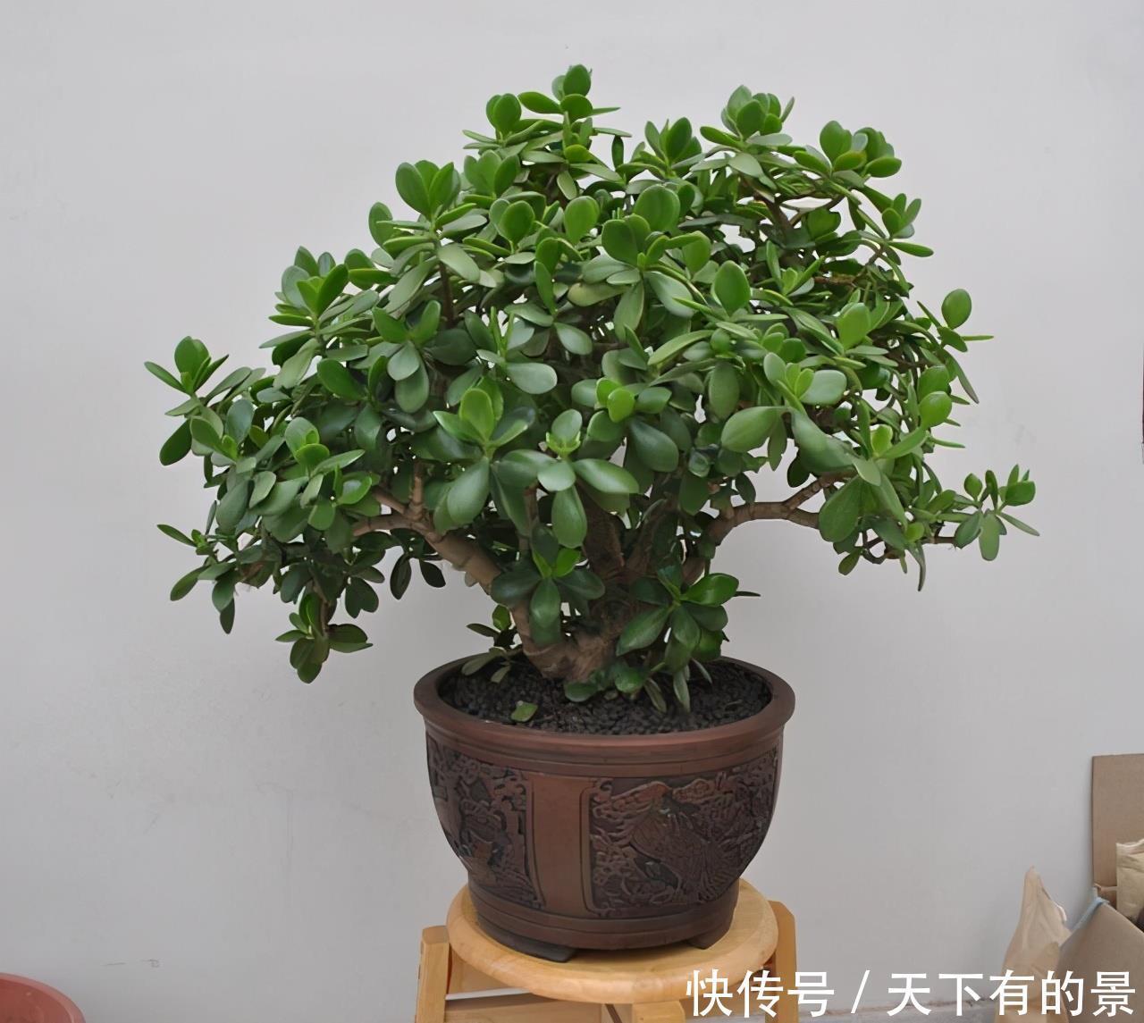 冬天最冷的时候,这5种花不要放室外,否则冻成腌菜了