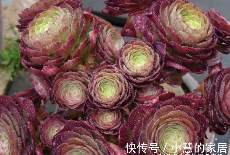 秋天|法师多肉都成功度夏了？来看秋天它们啥时候苏醒，以免阴沟里翻船