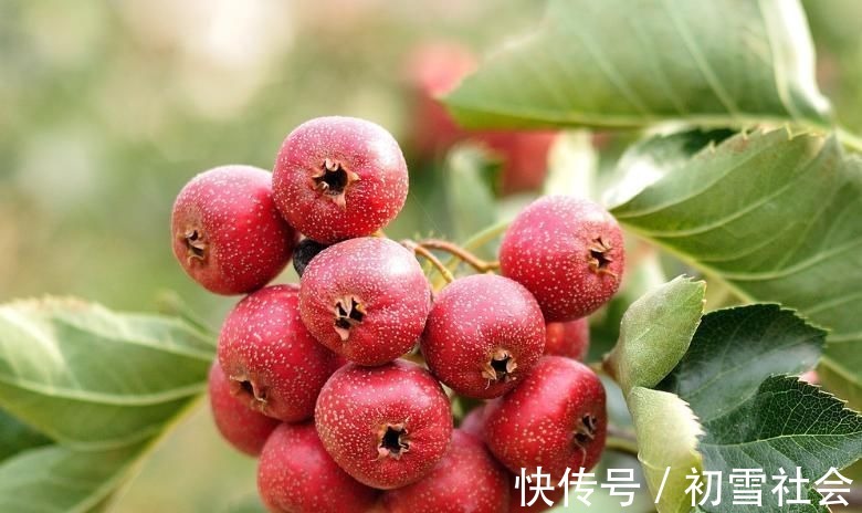 活血化瘀|1颗山楂,7味良药,老中医教你山楂7大顶级妙用,很少人知道!