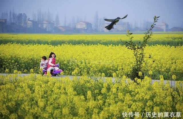 行吟诗刊丨吴传玖：枝尖上 跳动的一点绿 仿佛点染了半壁河山