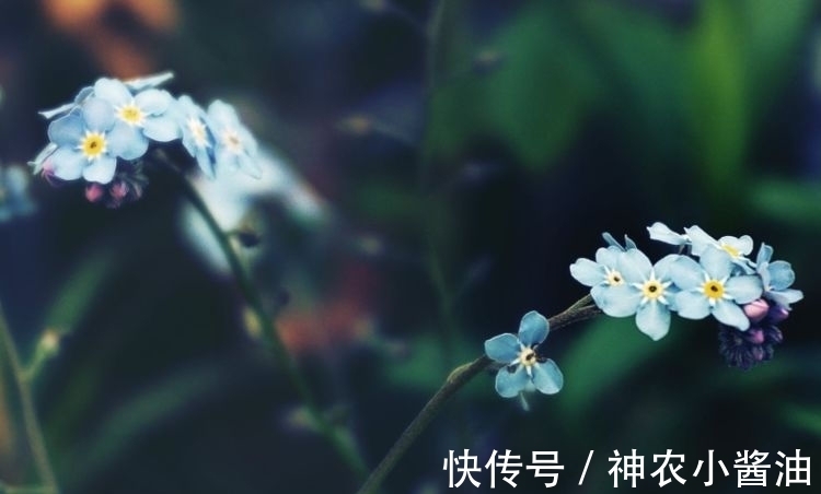 桃花运|2022年，用心经营爱，桃花运来，发现心动爱情的星座