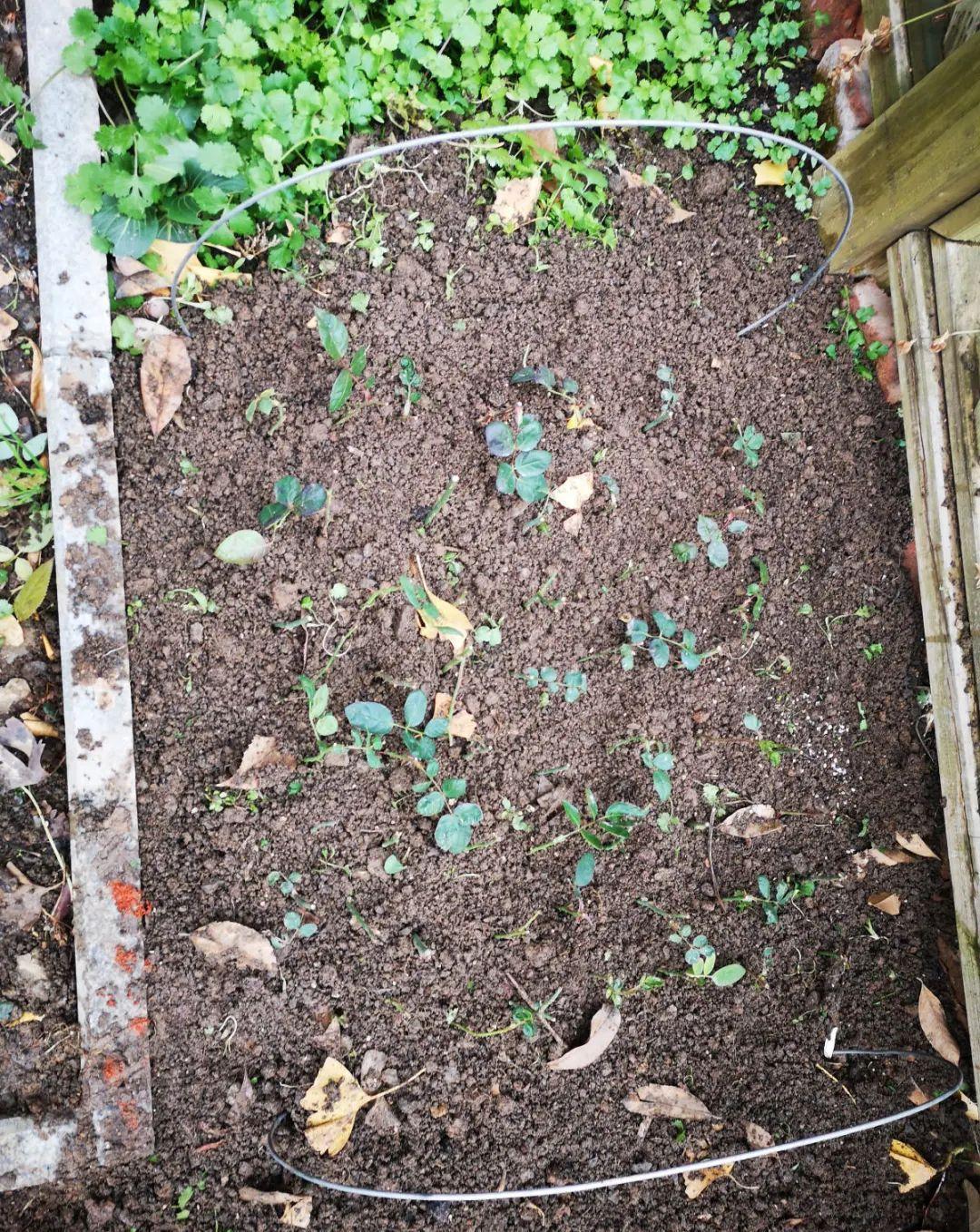 这几种花，要是秋天不扦插，错过就等1年