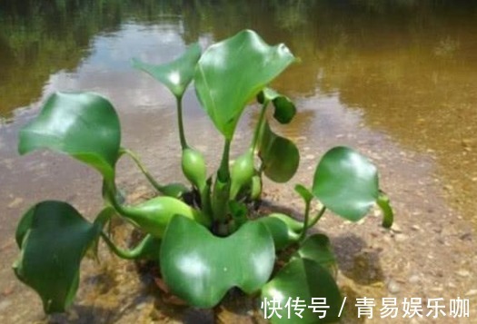 三叶草|院子里长出5种草,尽量别破坏了,能赏又能当菜,有人花钱买来种