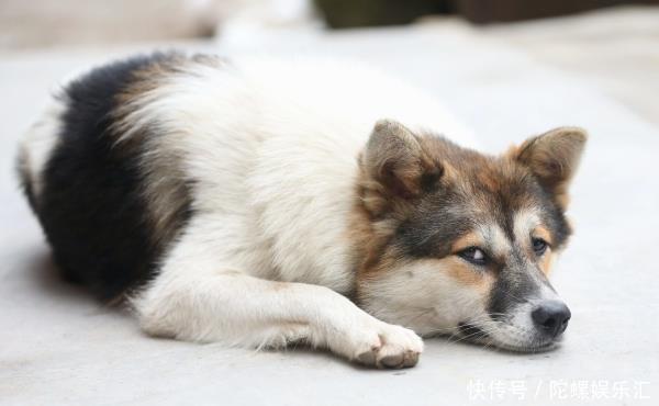 俗语“人怕仰头,狗怕背手”,是啥意思?不得不佩服老祖宗智慧!