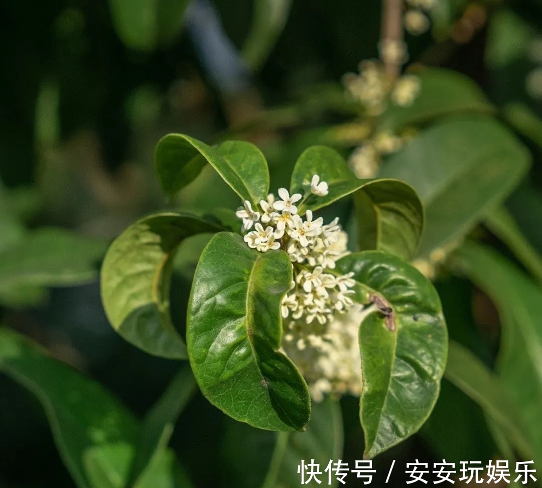 桂花树|武汉的桂花，香了