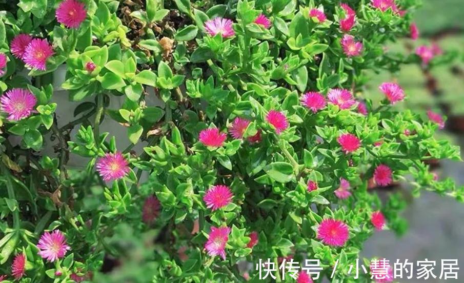 秋天养花选“三七”正合适,新人盆栽,给点水根茎叶长疯了