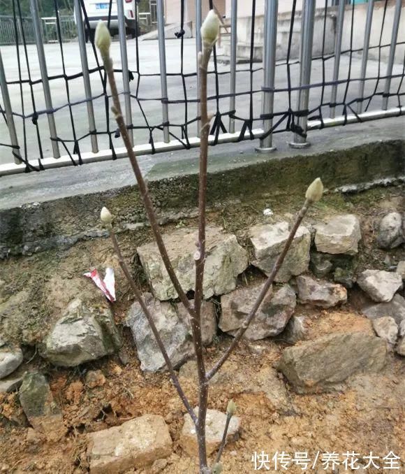 家门口种棵“吉祥花”，满树都开花，还有“镇宅”好兆头