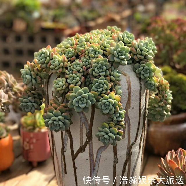 多肉|养多肉，记住4个“小技巧”，叶片饱满状态美，越养长势越好！