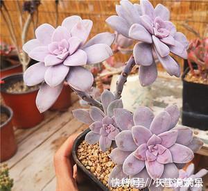 杂交品种|20款高贵梦幻紫色多肉，养一盆“紫气东来”，总有一款是你喜欢的