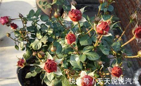 养花试试这几款，有枝必有花，花凋谢后，及时修剪剩余的花