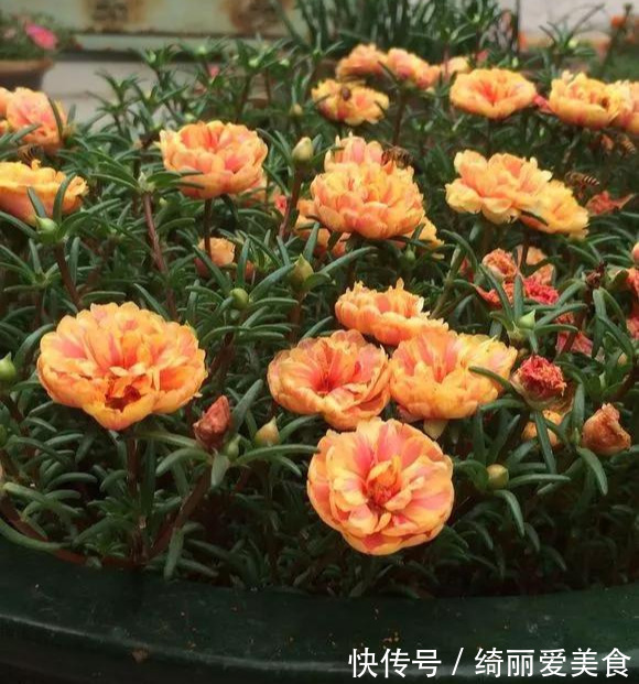 养花技巧:粗生粗养也能四季开花!少养1种都觉得亏了