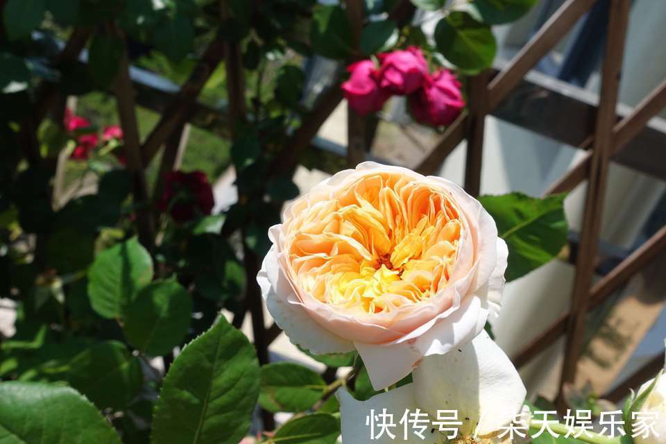 阳台上|月季花怎么养才会枝壮花多长势旺农艺师分享要注意的5个方面