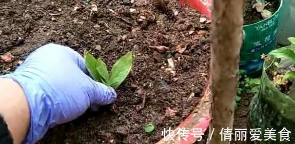 杜鹃花|北方四季分明，该如何盆栽杜鹃花？4个细节到位，养殖走捷径