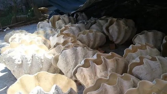 孔雀翎砗磲|冒充砗磲的文玩摇身一变又回来了