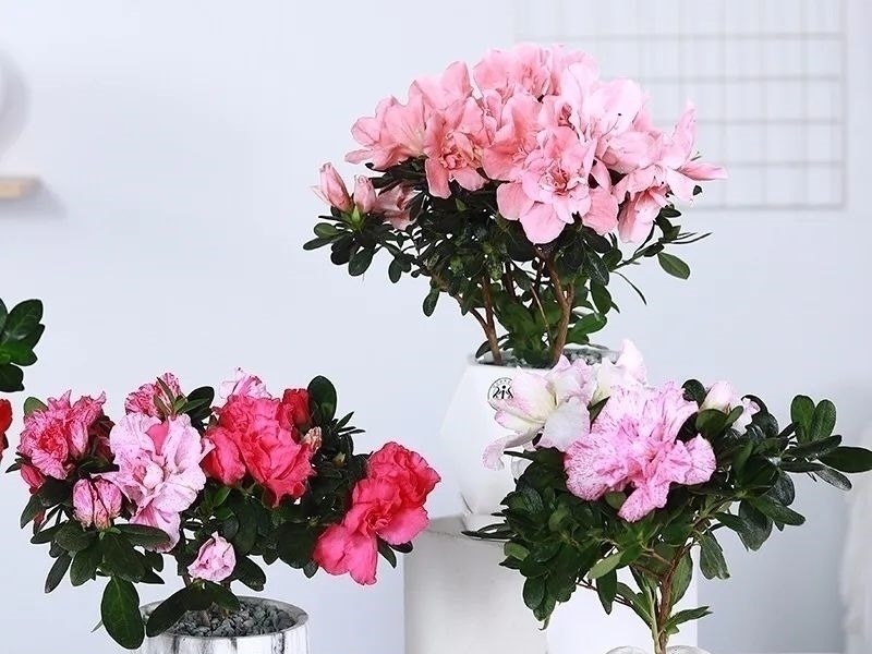 家养六种花,个个都是“醋坛子”,隔几天喝一点醋,叶子绿油油的,越长越旺盛