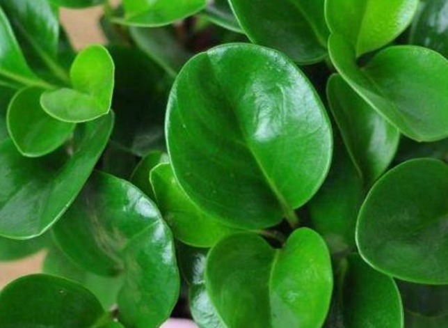 比绿萝还高端大气好养的植物，它就是—碧玉，新手轻松养爆盆！