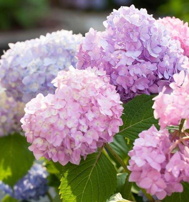 倾国倾城|阳台养上“4种花”,花色多、花期长,美得倾国倾城,绚丽多彩