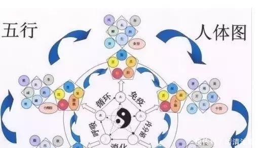 肝主筋,肾主骨,脾主肉,心主脉,肺主皮毛!收了吧!