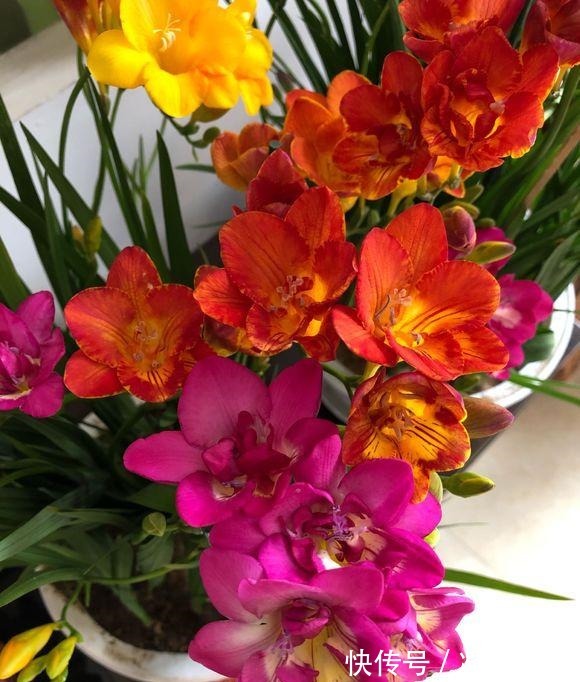 比绿萝还好养,比月季开花漂亮,不是兰花胜似兰,养一盆开几十年