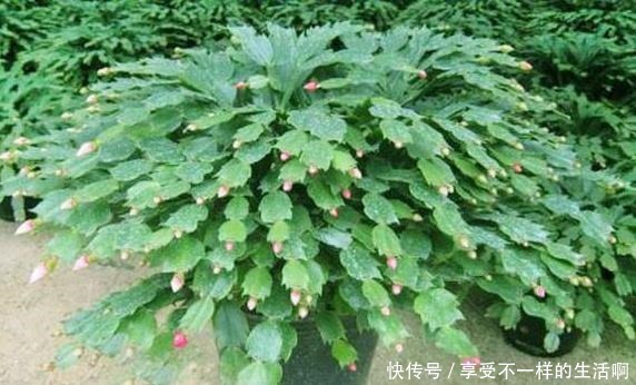 春天扦插3种花，剪1根枝条15天“冒白根”，一次开花上百朵！