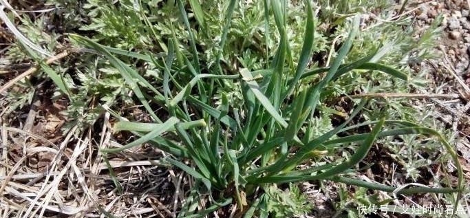 不用|农村人爱吃的素菜,有些普通好吃不用钱,但在城里却买不到!