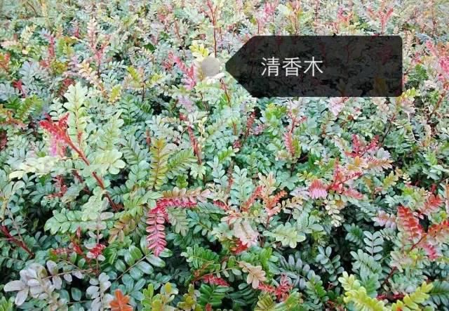 150种常见植物及花卉，你认识几个？