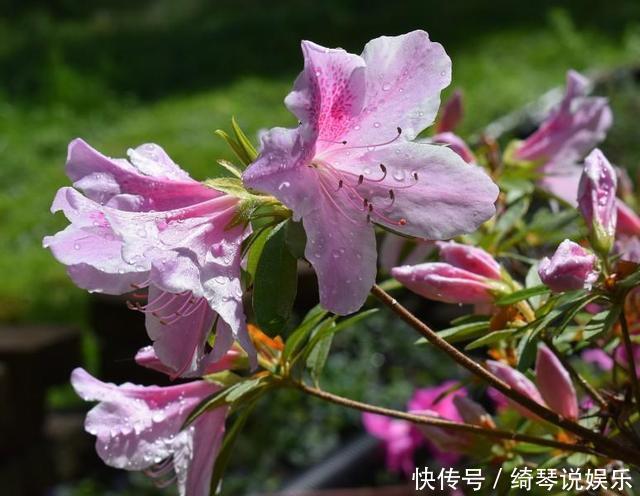 杜鹃花夏天不开花,注意这两点,盆景养得极美