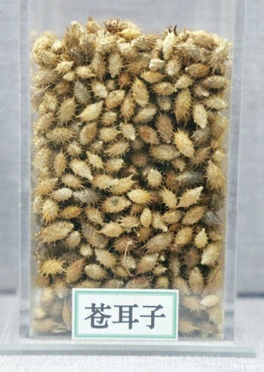 卵形|苍耳,随处可见的一种植物,你知道它的作用和禁忌吗