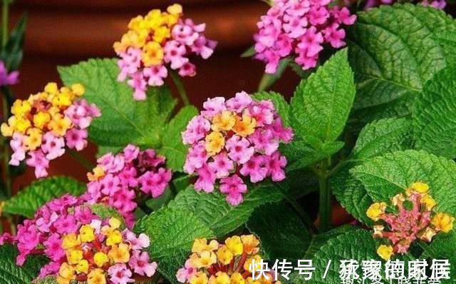 15种花有毒，家里有老人、小孩、孕妇或宠物的，要慎养